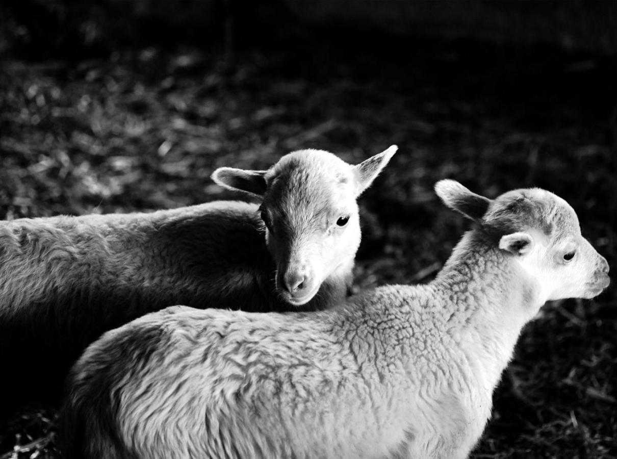 Finca Hotel Ses Cases Noves Sant Llorenc Des Cardassar Eksteriør bilde