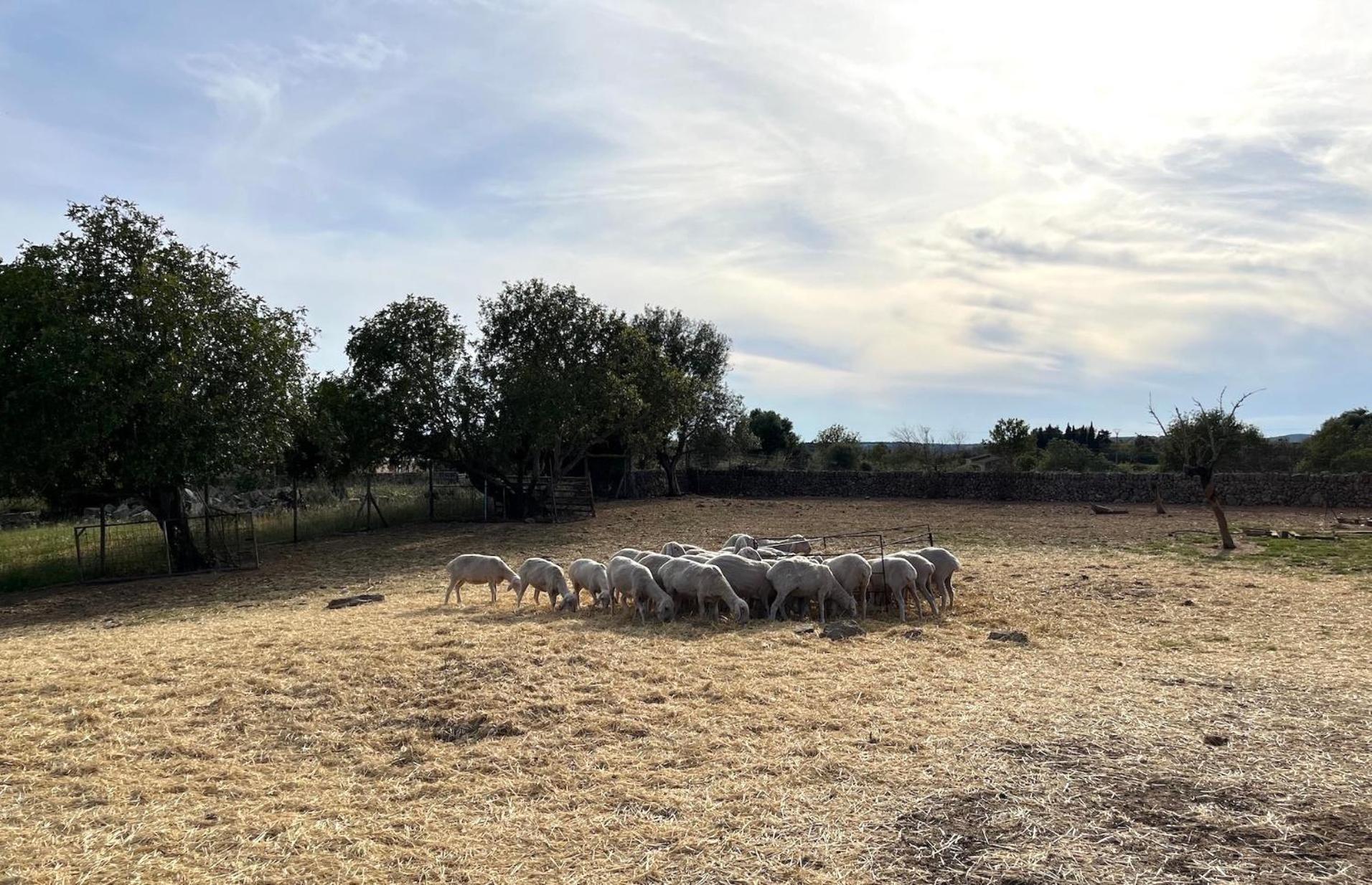 Finca Hotel Ses Cases Noves Sant Llorenc Des Cardassar Eksteriør bilde